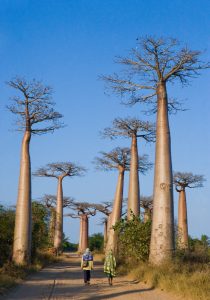 Avenue of baobabs in Madagascar